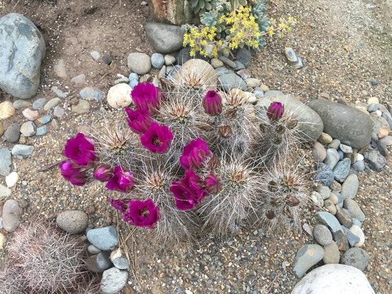 Detail Hedgehog Cactus Seed Nomer 31