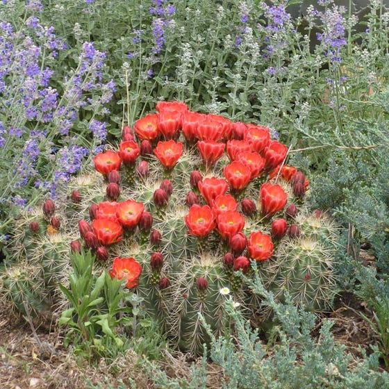 Detail Hedgehog Cactus Seed Nomer 33
