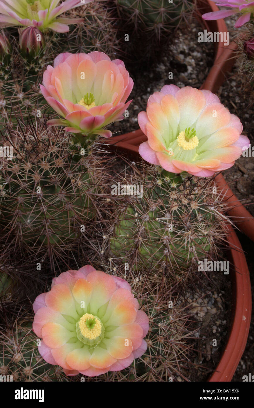Detail Hedgehog Cactus Seed Nomer 34