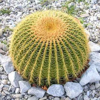 Detail Hedgehog Cactus Seed Nomer 35
