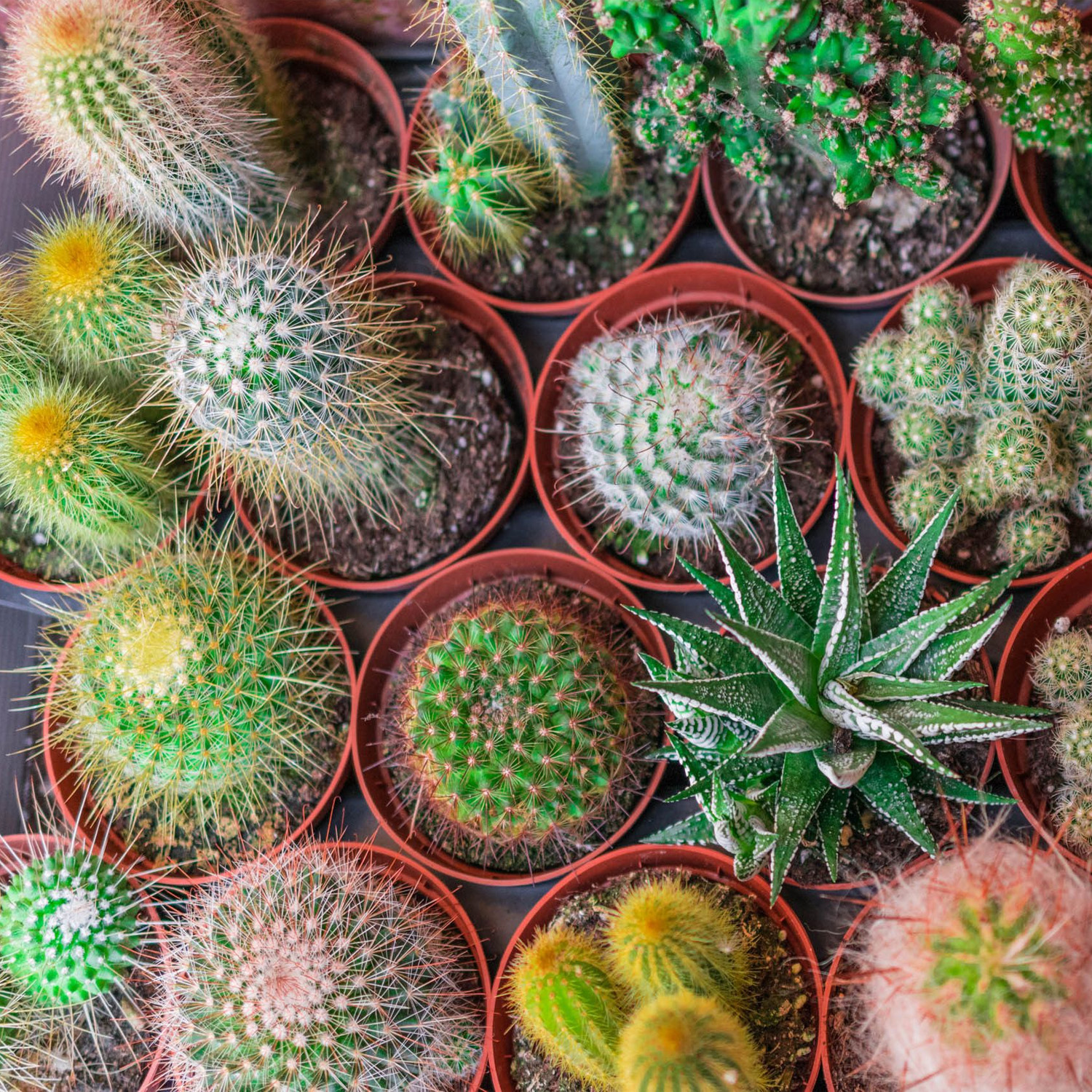 Detail Hedgehog Cactus Seed Nomer 36
