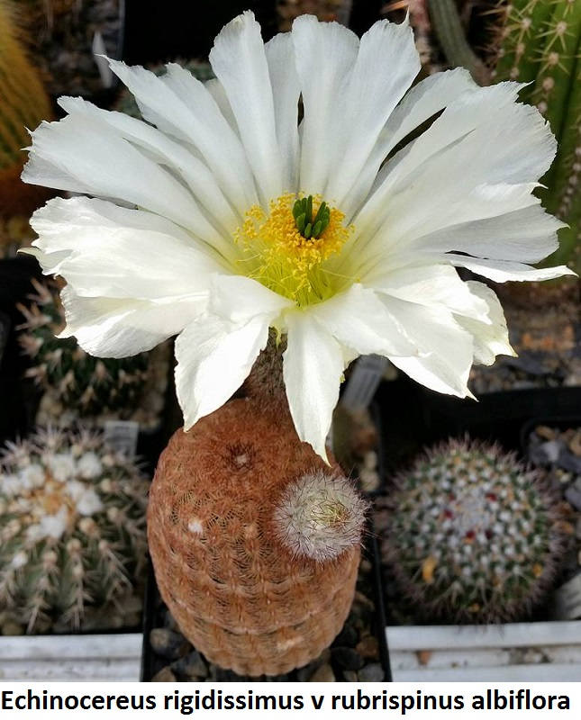 Detail Hedgehog Cactus Seed Nomer 37