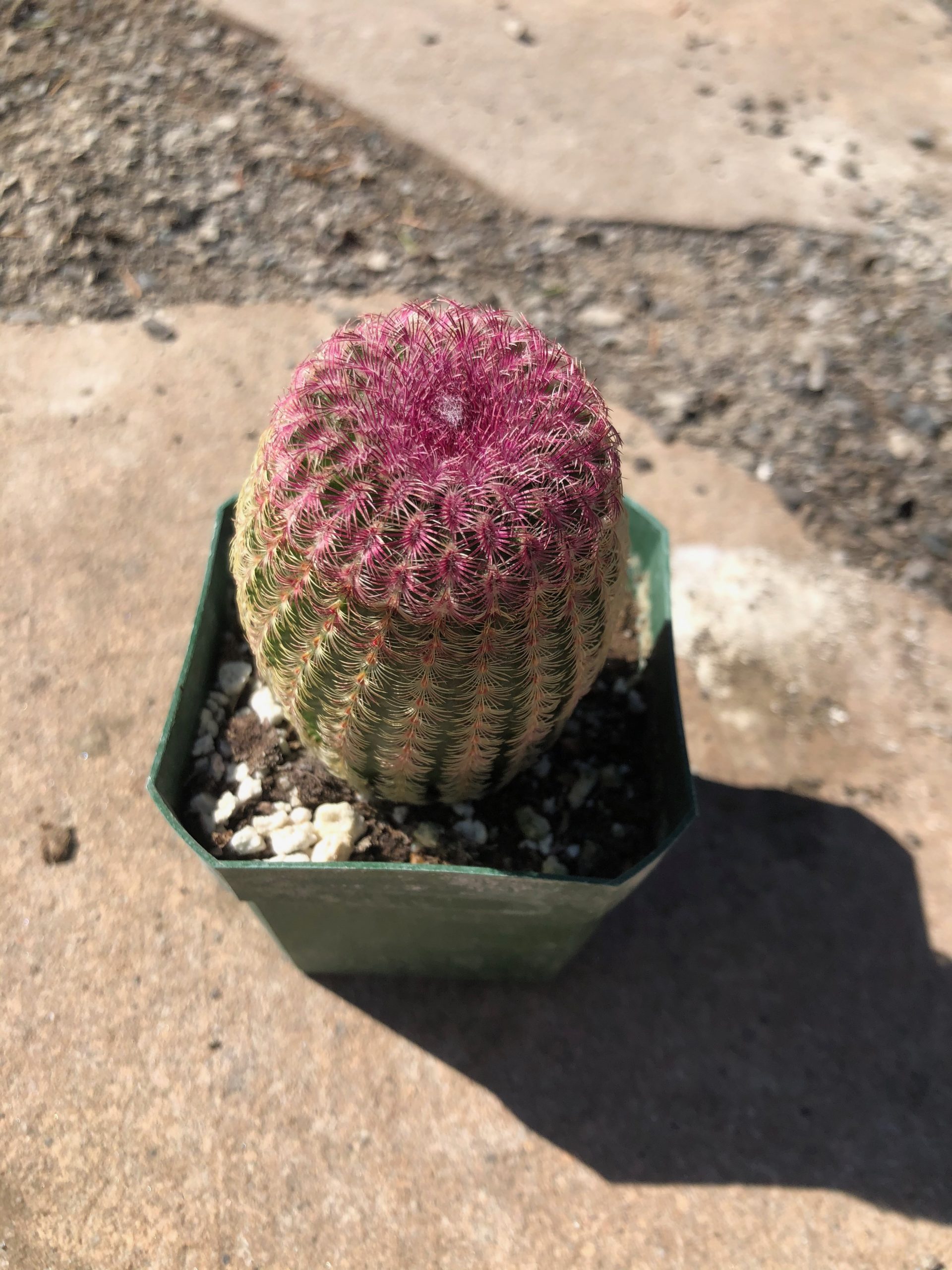 Detail Hedgehog Cactus Seed Nomer 38