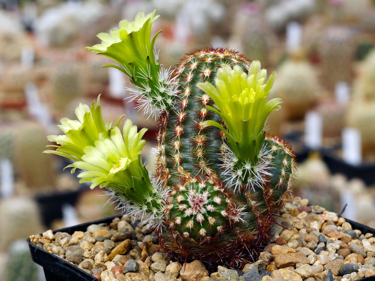 Detail Hedgehog Cactus Seed Nomer 39