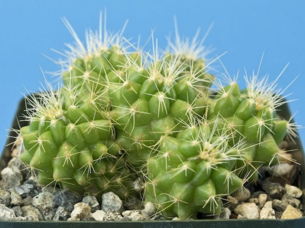Detail Hedgehog Cactus Seed Nomer 4
