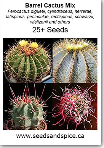 Detail Hedgehog Cactus Seed Nomer 40