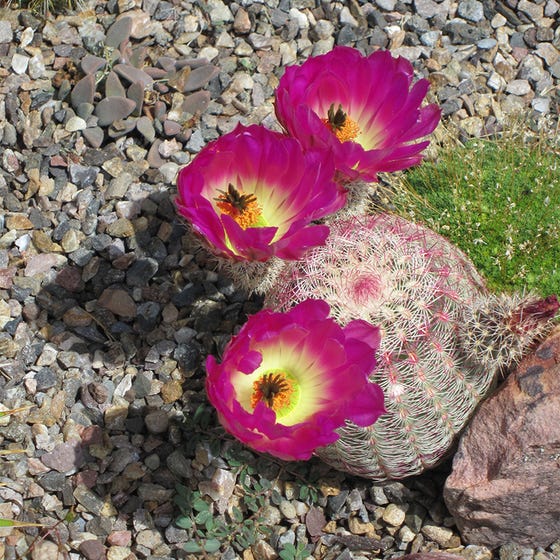 Detail Hedgehog Cactus Seed Nomer 41