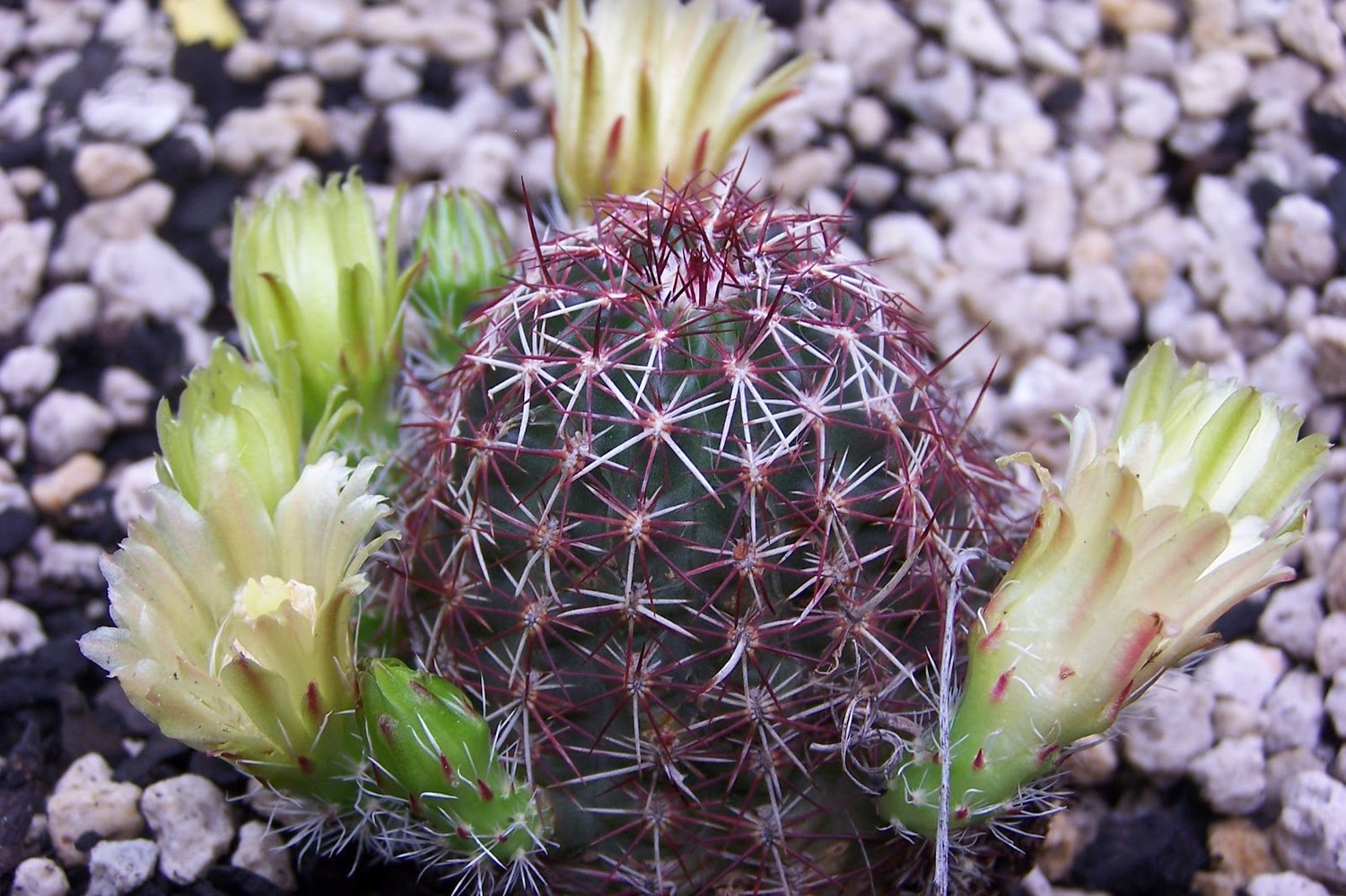 Detail Hedgehog Cactus Seed Nomer 42