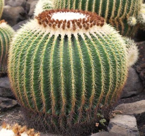 Detail Hedgehog Cactus Seed Nomer 43