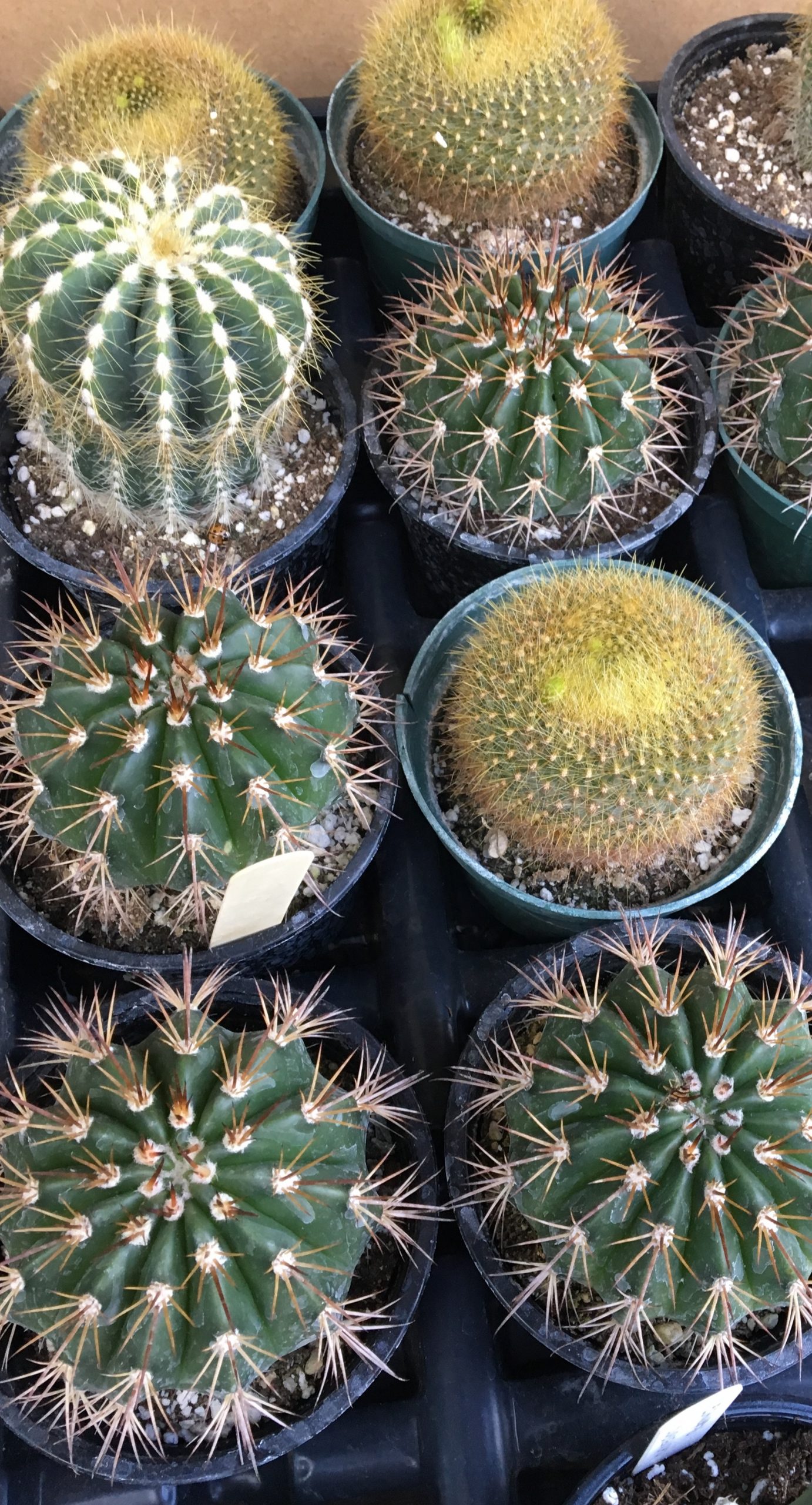 Detail Hedgehog Cactus Seed Nomer 44