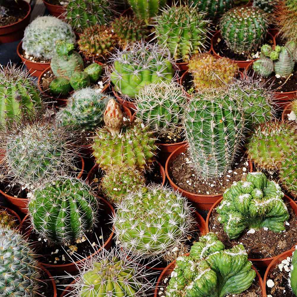 Detail Hedgehog Cactus Seed Nomer 45
