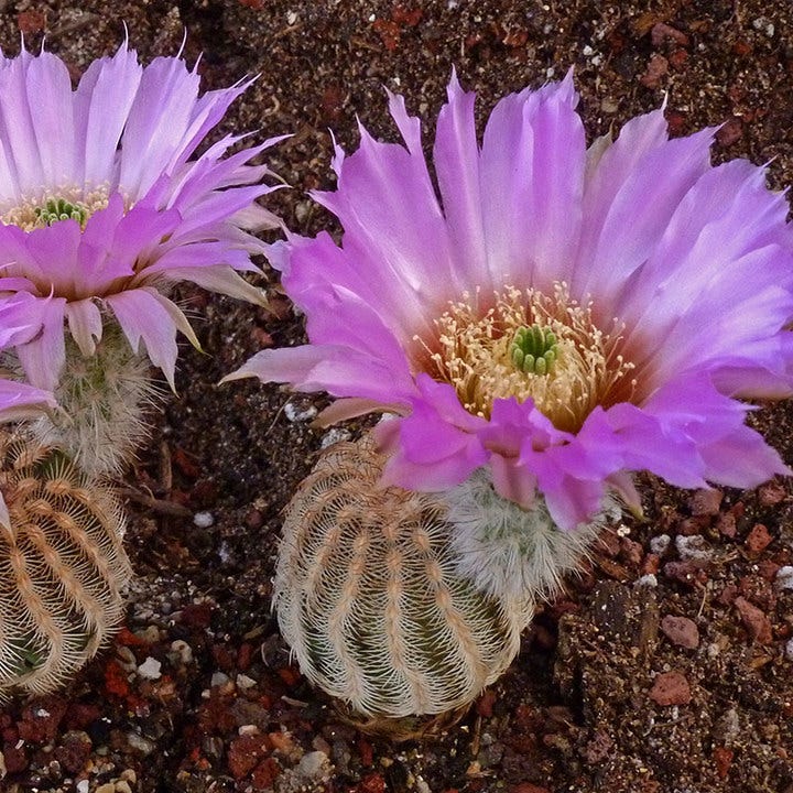 Detail Hedgehog Cactus Seed Nomer 46