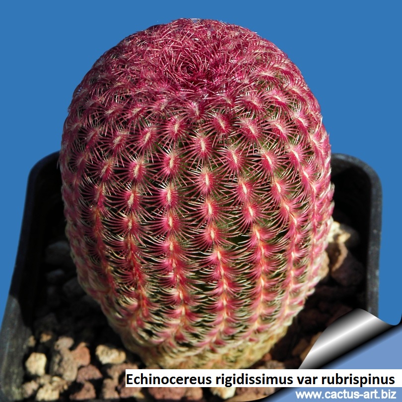 Detail Hedgehog Cactus Seed Nomer 5