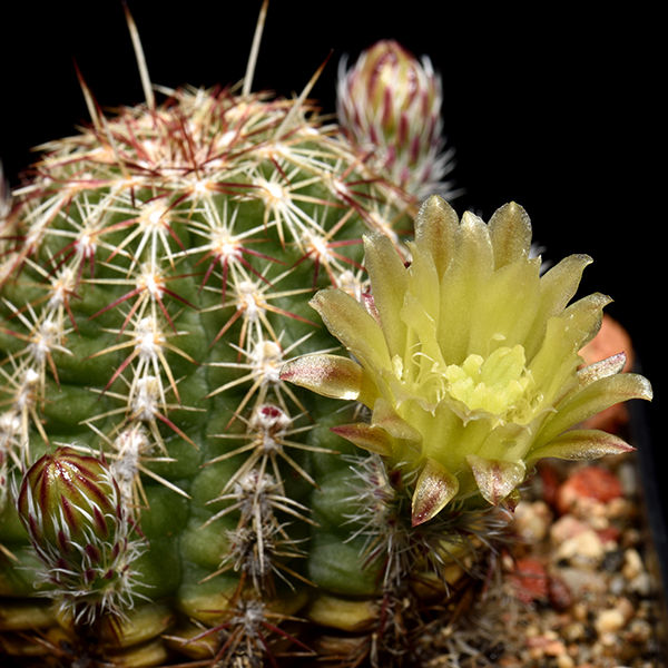 Detail Hedgehog Cactus Seed Nomer 7