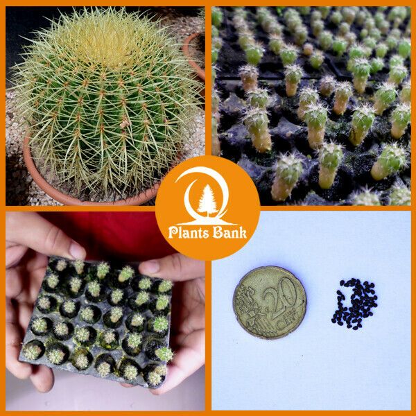 Detail Hedgehog Cactus Seed Nomer 8
