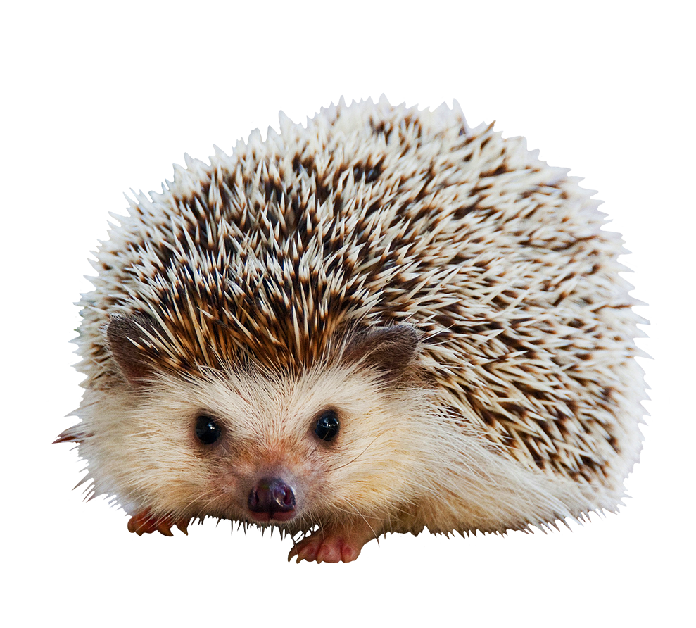 Detail Hedgehog Clipart Nomer 21