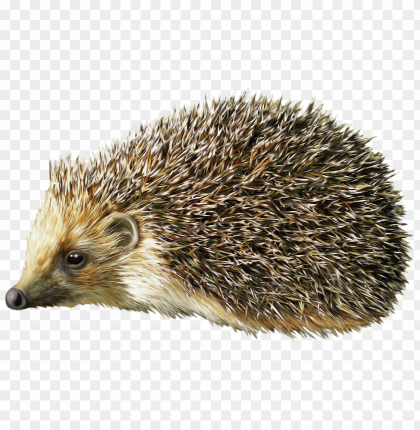 Detail Hedgehog Clipart Free Nomer 28