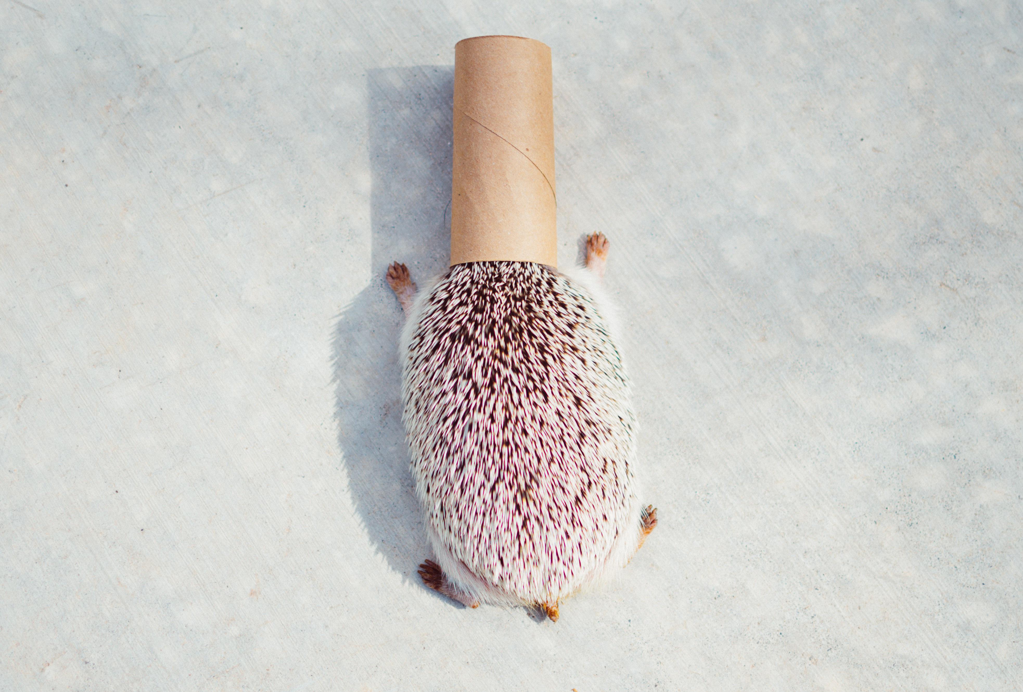 Detail Hedgehog Hair Brushes Nomer 19