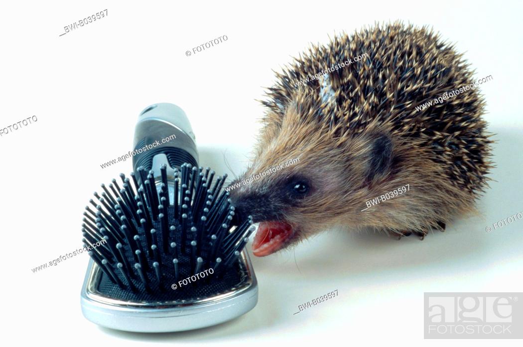 Detail Hedgehog Hair Brushes Nomer 27
