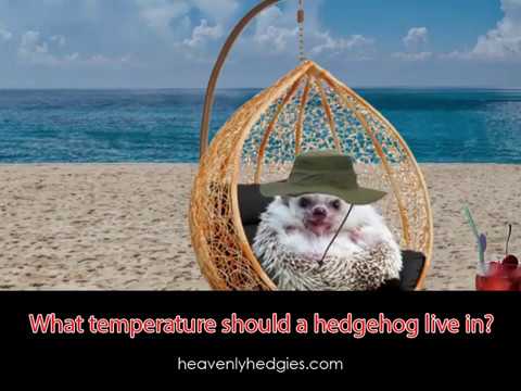 Detail Hedgehog Hammock Nomer 24