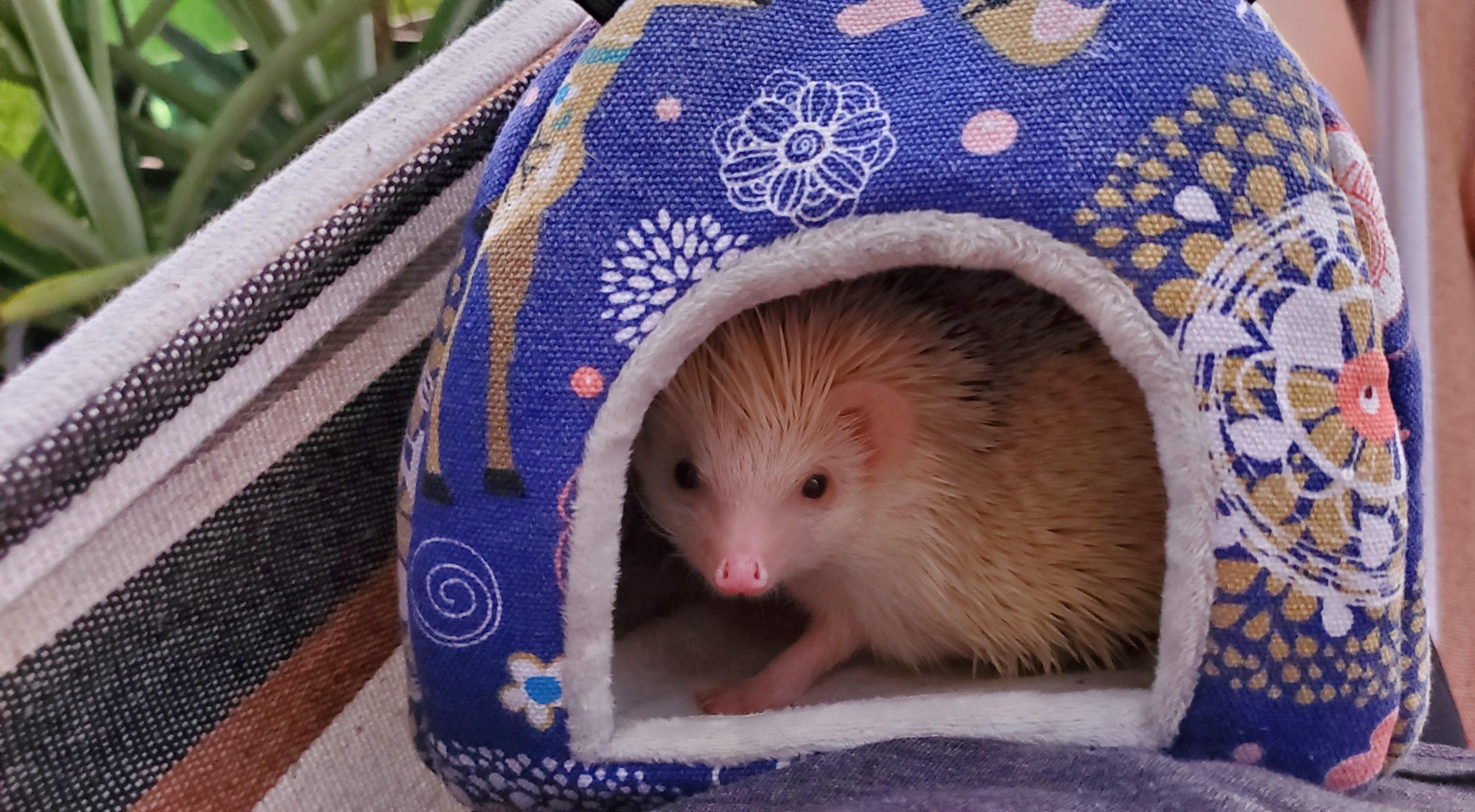 Detail Hedgehog Hammock Nomer 5