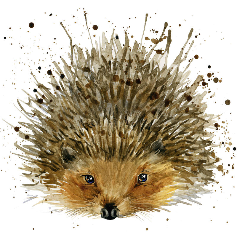 Detail Hedgehog Images Free Nomer 13