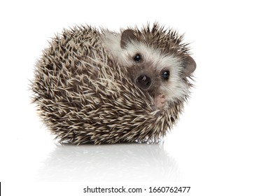 Detail Hedgehog Images Free Nomer 18