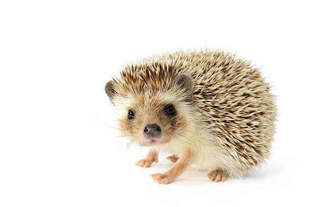 Detail Hedgehog Images Free Nomer 3