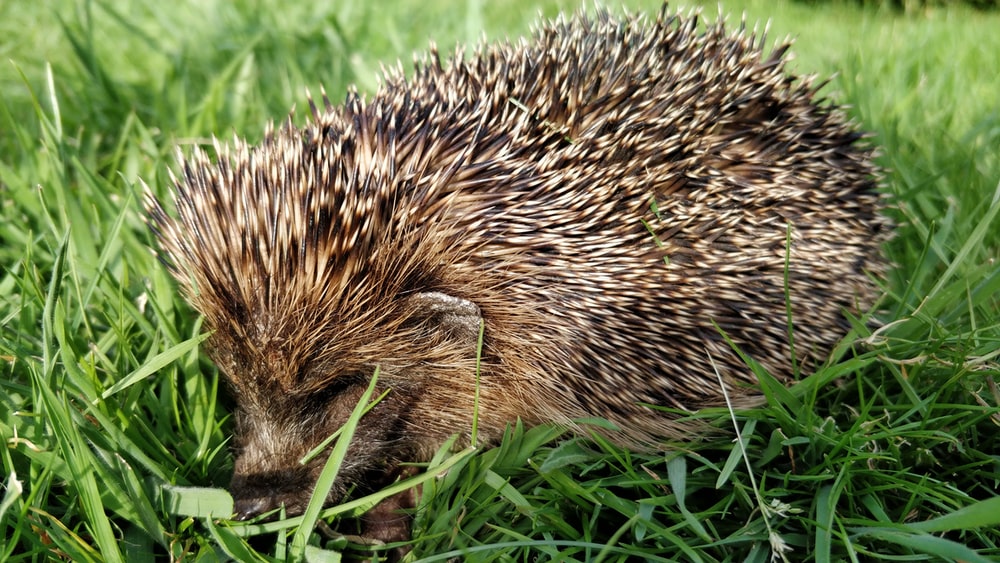 Detail Hedgehog Images Free Nomer 21