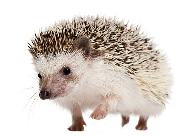 Detail Hedgehog Images Free Nomer 23