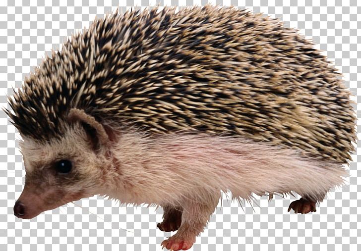 Detail Hedgehog Images Free Nomer 25