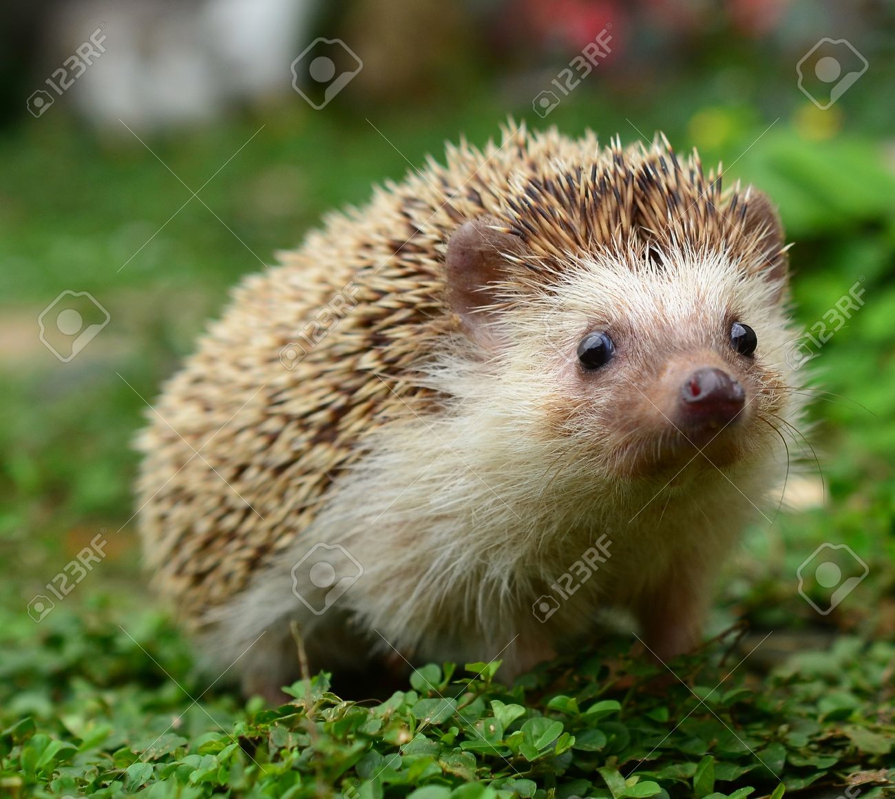 Detail Hedgehog Images Free Nomer 26