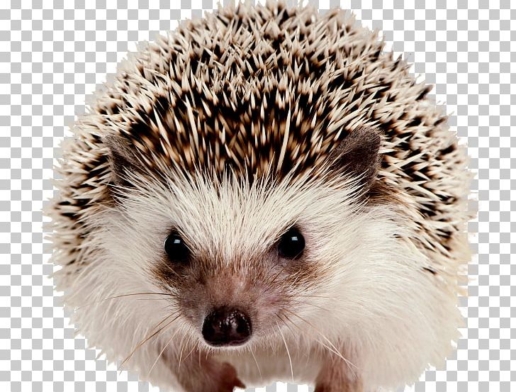 Detail Hedgehog Images Free Nomer 29