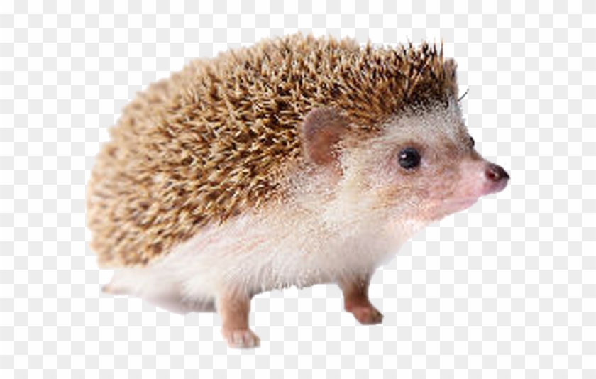 Detail Hedgehog Images Free Nomer 30