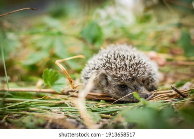 Detail Hedgehog Images Free Nomer 34