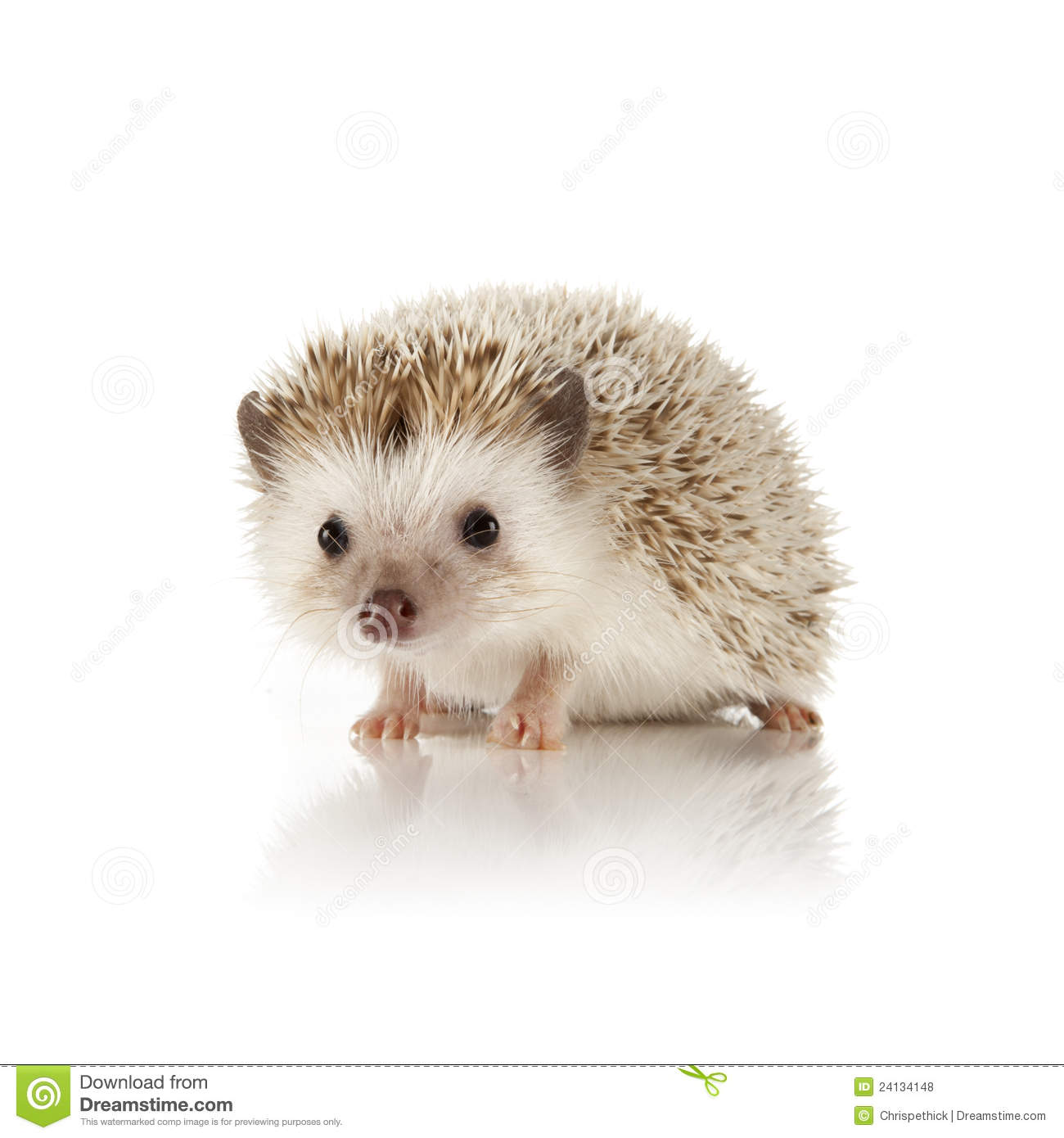 Detail Hedgehog Images Free Nomer 5