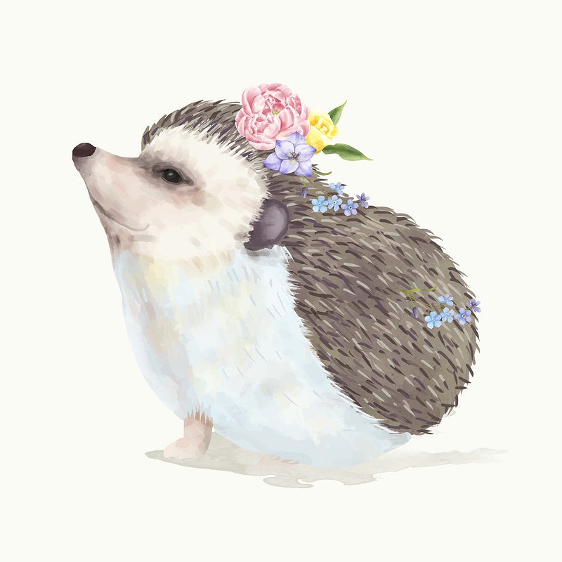 Detail Hedgehog Images Free Nomer 37