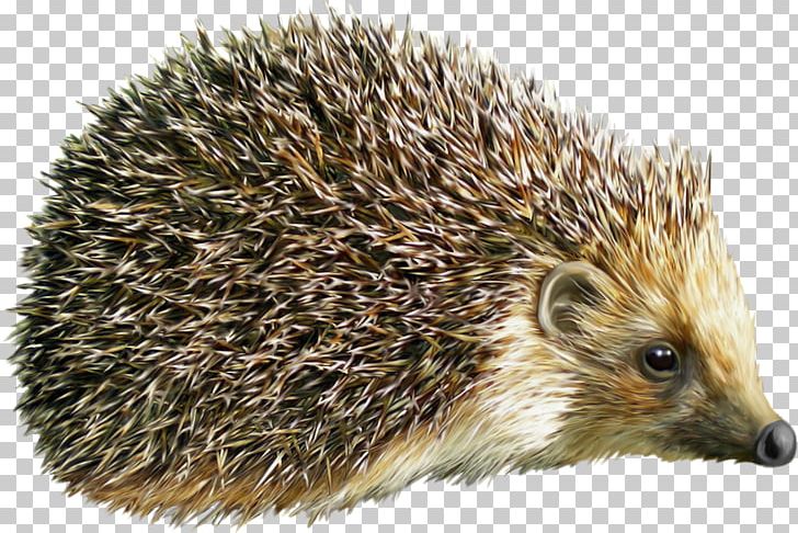 Detail Hedgehog Images Free Nomer 40