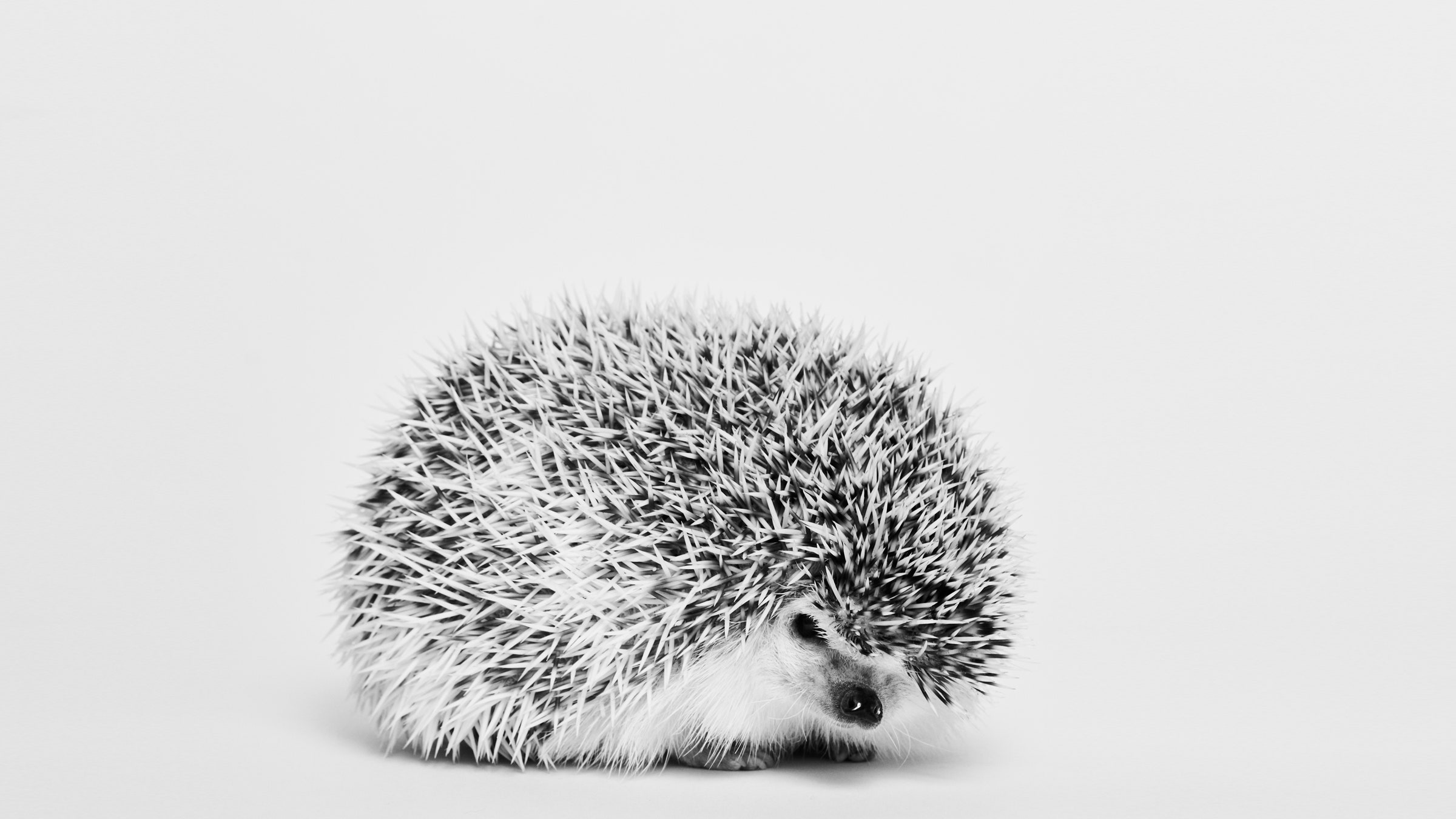 Detail Hedgehog Pic Nomer 22