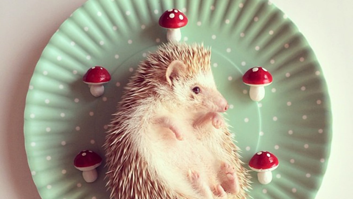 Detail Hedgehog Pic Nomer 33