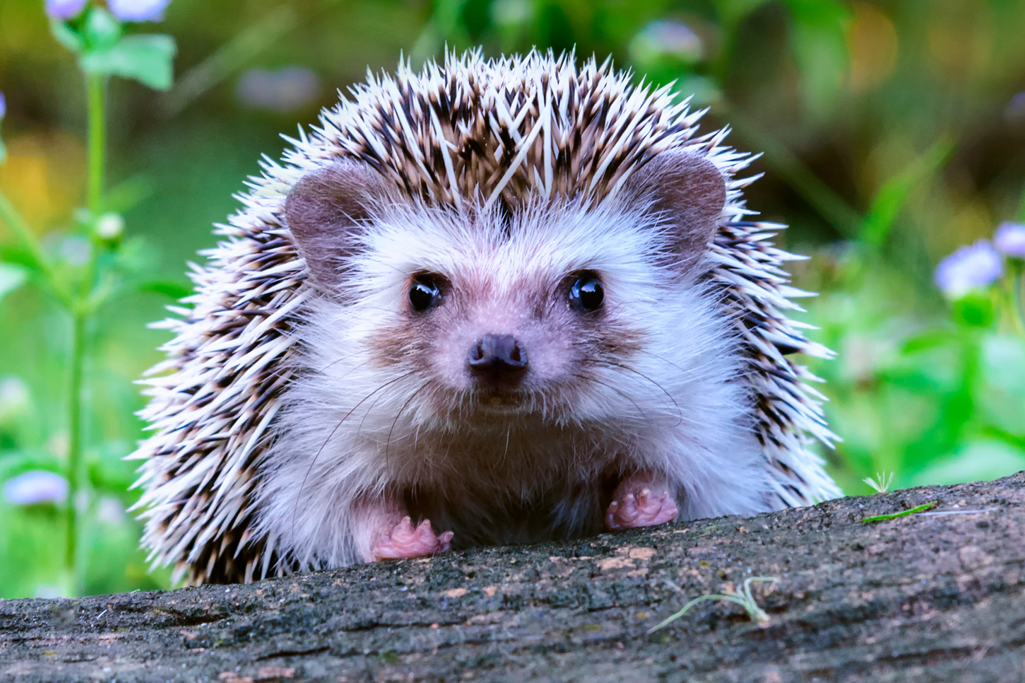 Detail Hedgehog Pics Nomer 4