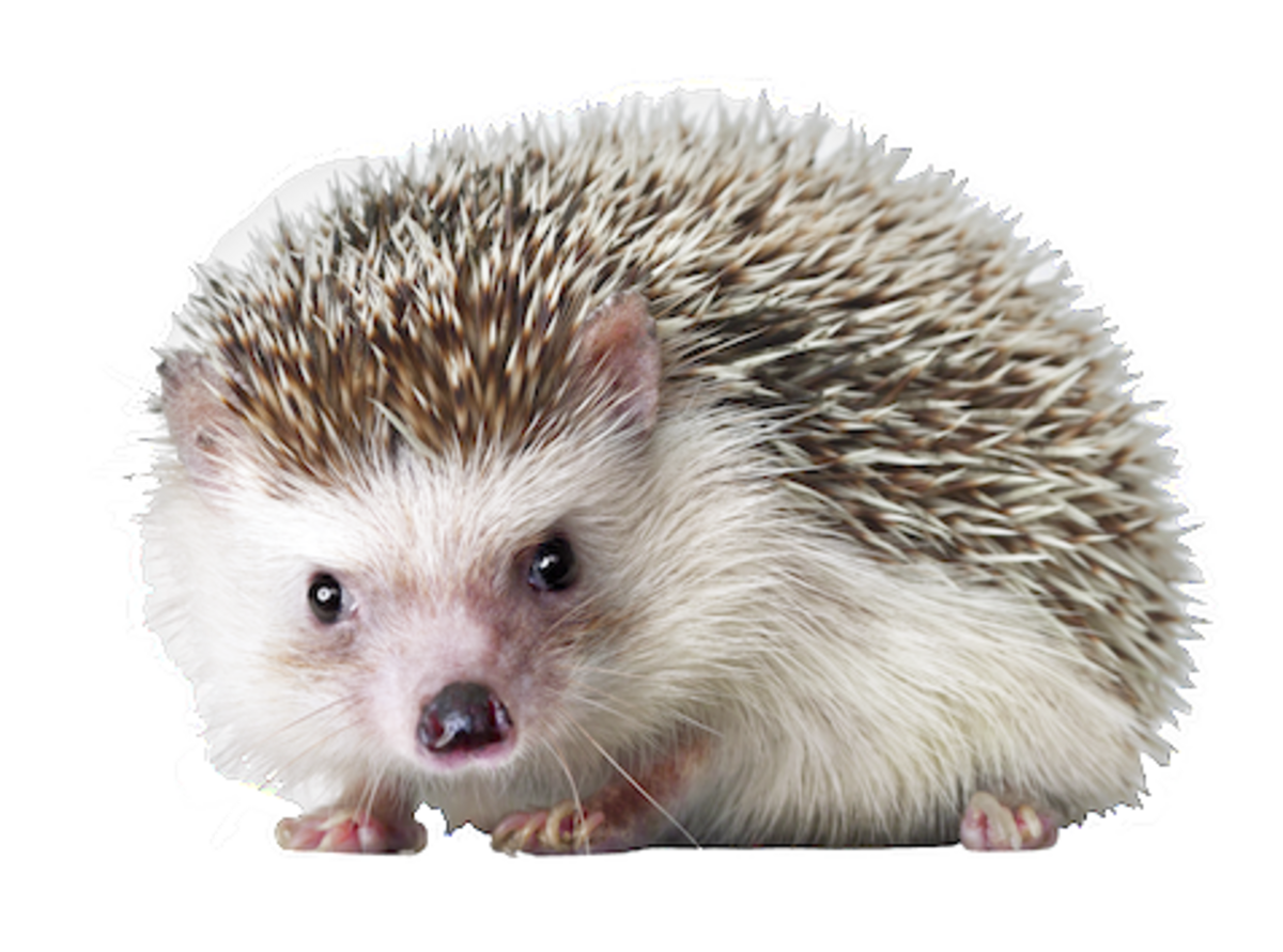 Hedgehog Png - KibrisPDR