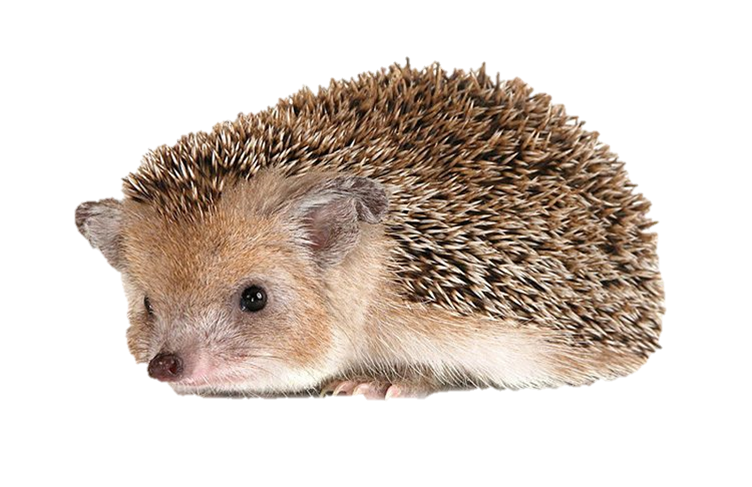 Detail Hedgehog Png Nomer 11