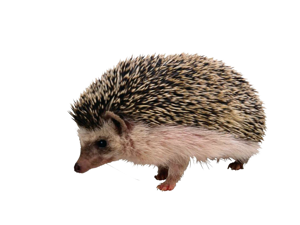 Detail Hedgehog Png Nomer 14