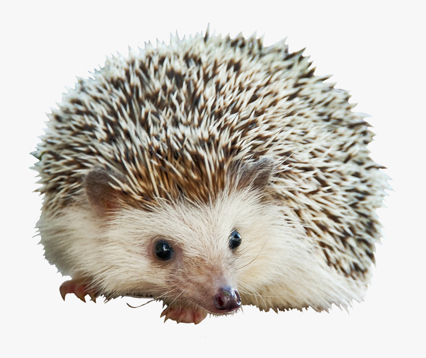 Detail Hedgehog Png Nomer 3