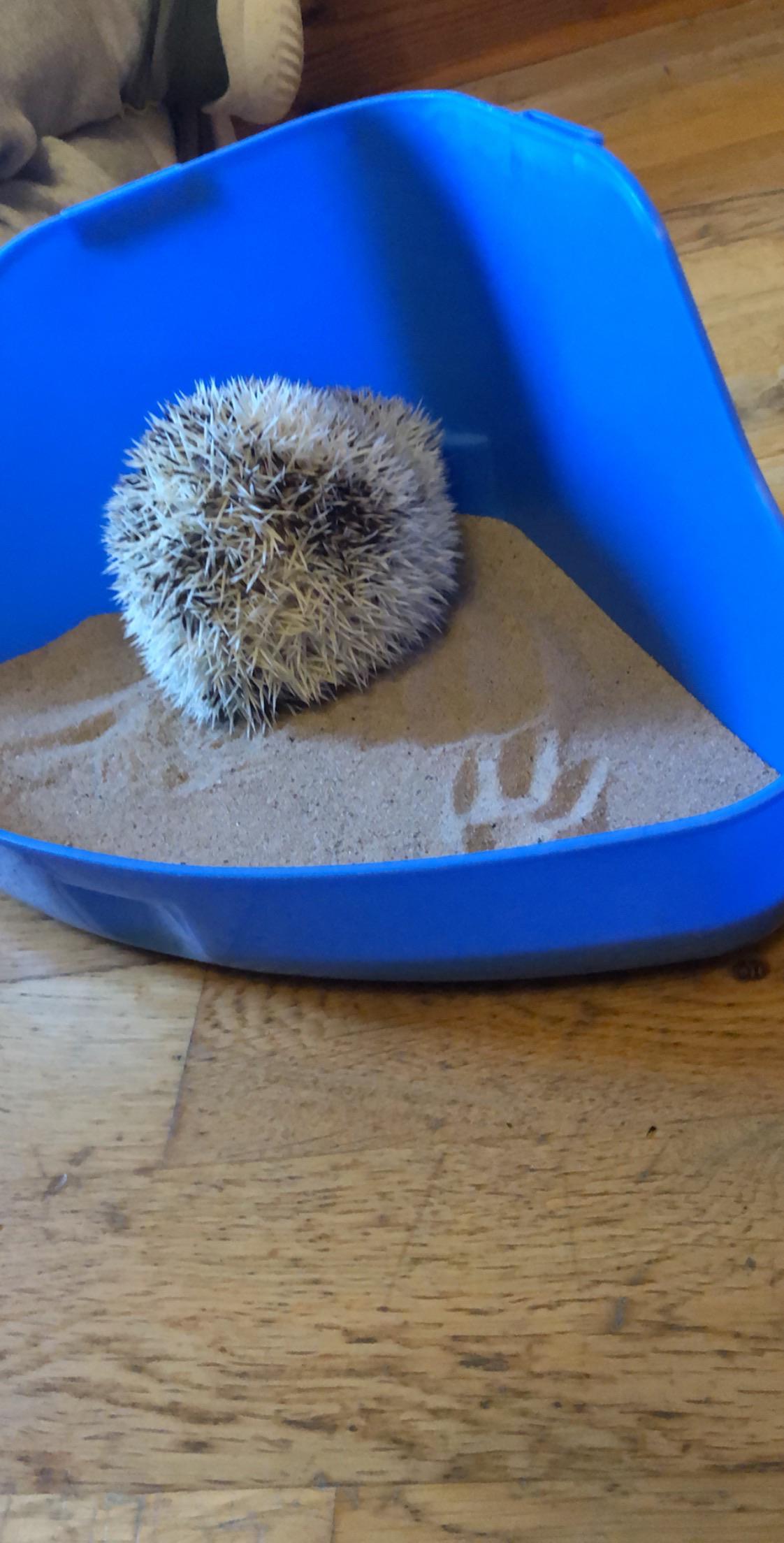 Detail Hedgehog Sand Bath Nomer 3