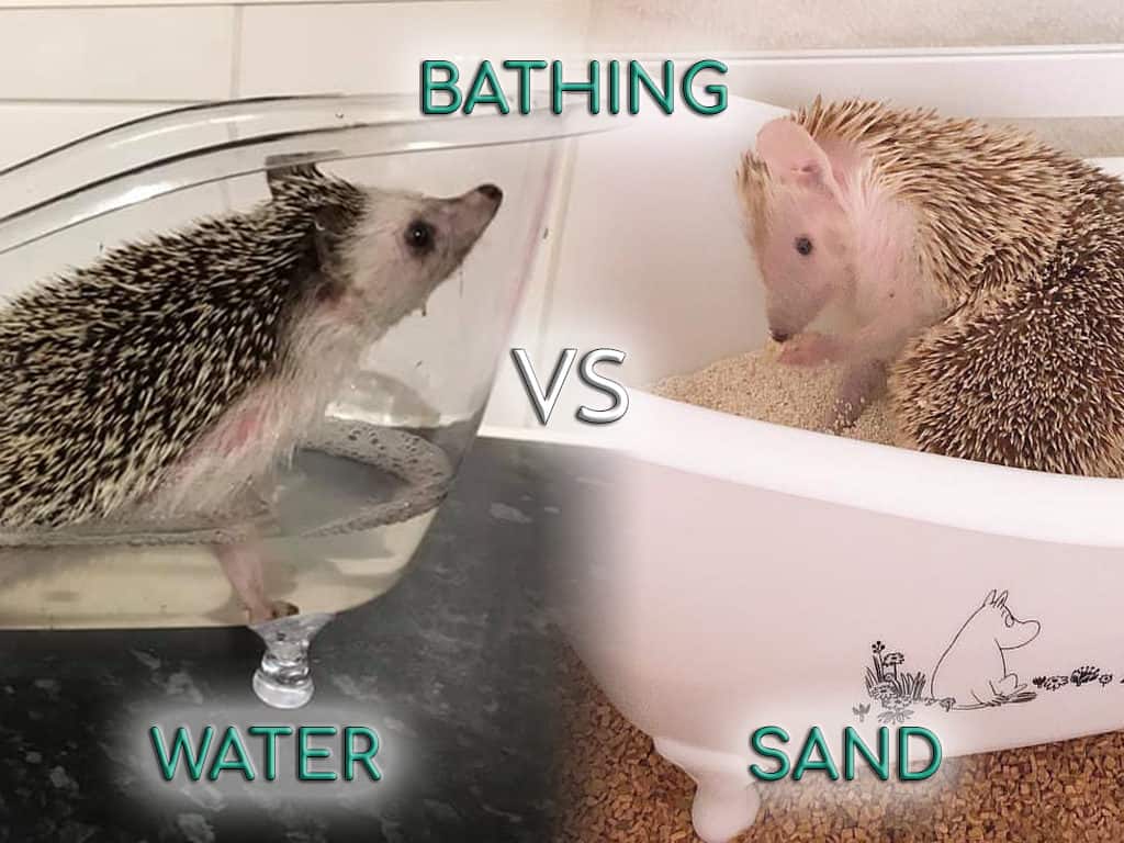 Detail Hedgehog Sand Bath Nomer 42