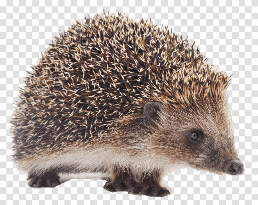 Detail Hedgehog Transparent Nomer 13