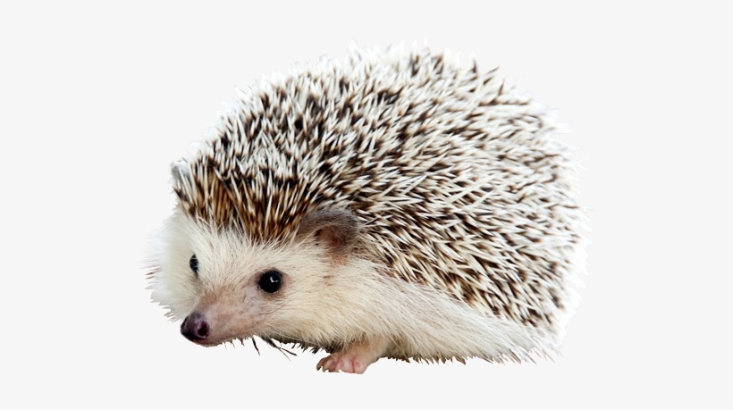 Detail Hedgehog Transparent Nomer 15
