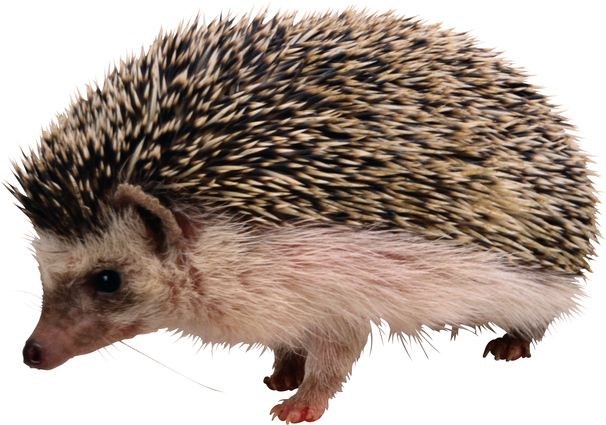 Detail Hedgehog Transparent Nomer 16